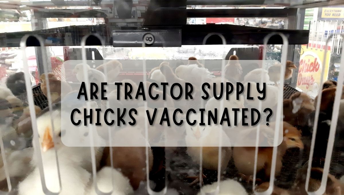 Are Tractor Supply Chicks Vaccinated?
